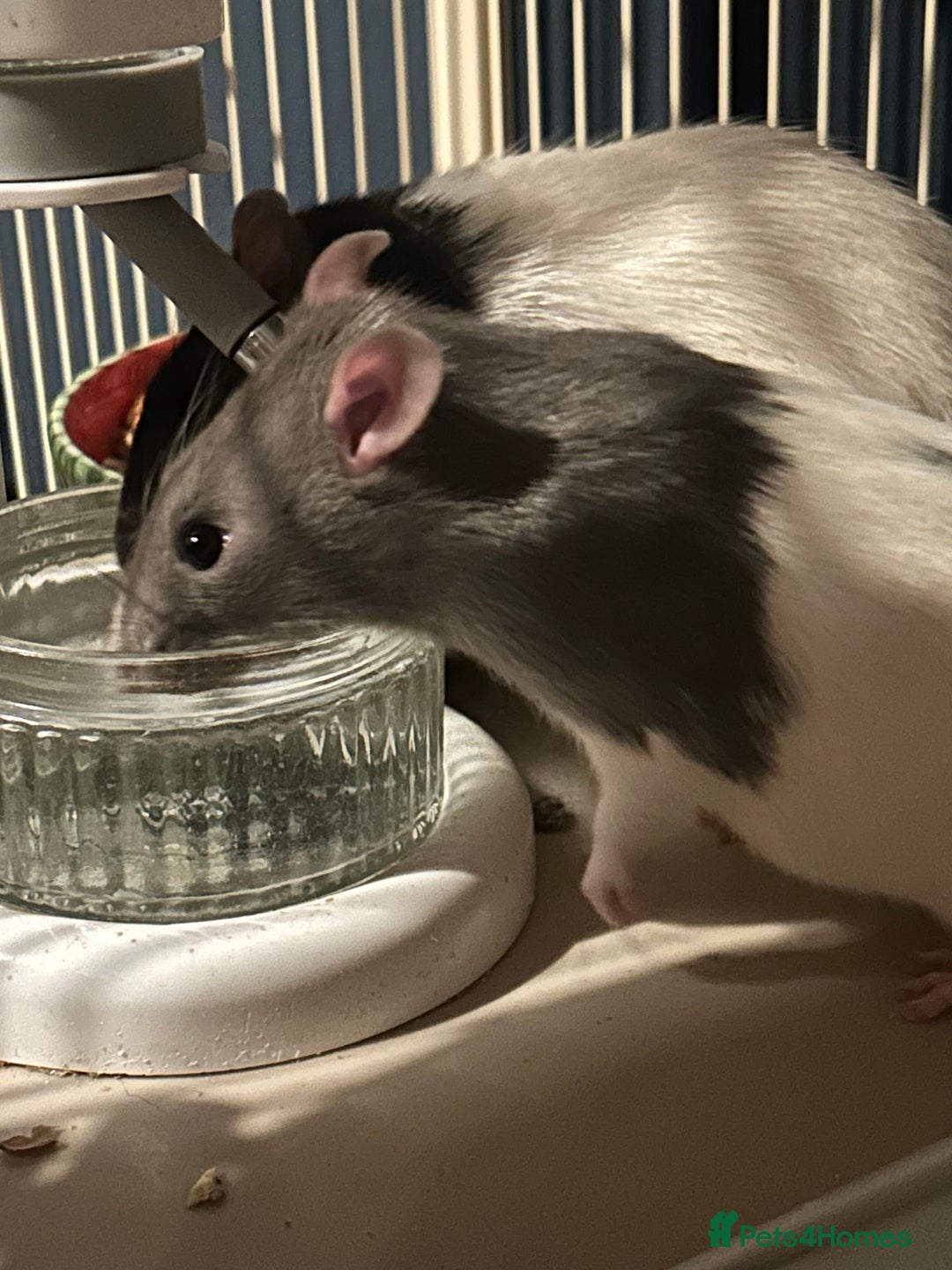 Rat rodents for sale: 3 males rats and cage  - Image 7