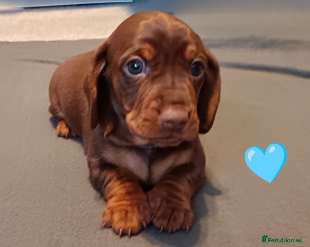 Miniature Dachshund dogs for sale: 2 Beautiful Mini Dachshunds Boys🩵💚 - Image 2