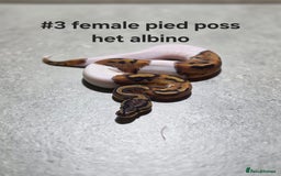 Python Snake reptiles for sale: Hatchling royal pythons  - Image 5