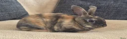 Rex rabbits for sale: Mini rex kits  - Advert 6