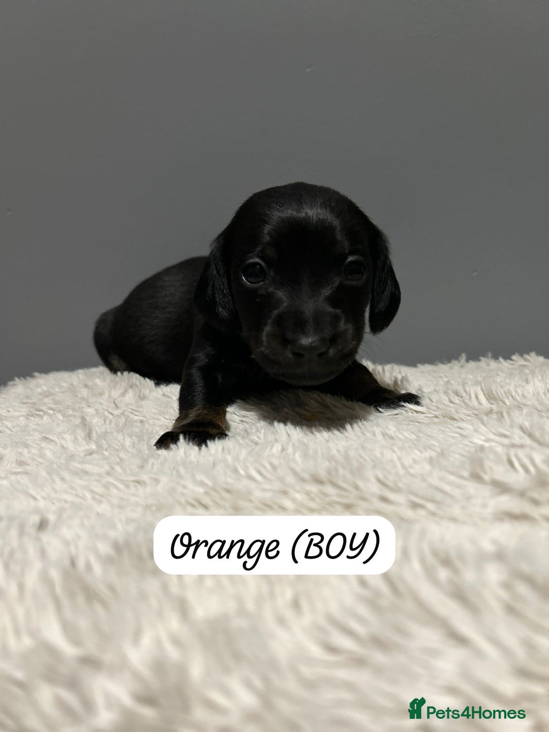 Miniature Dachshund dogs for sale: Miniature dachshund  - Advert 17