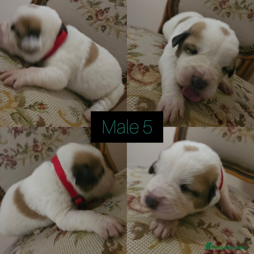 Central Asian Shepherd dogs for sale: Beautiful central Asian shepherd puppies - Advert 13