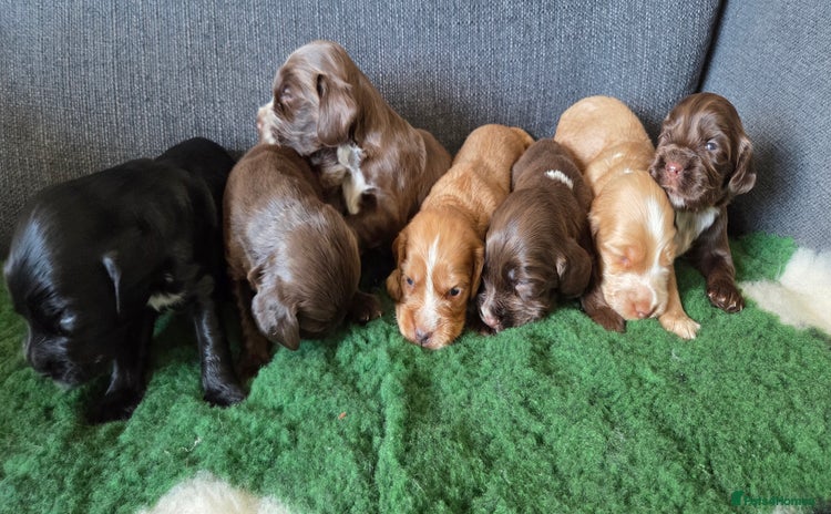 Cocker Spaniel dogs - Advert 7
