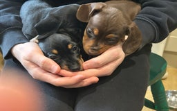 Miniature Dachshund dogs for sale: 🐾 Adorable mini dachshund puppies 🐾 - Image 5