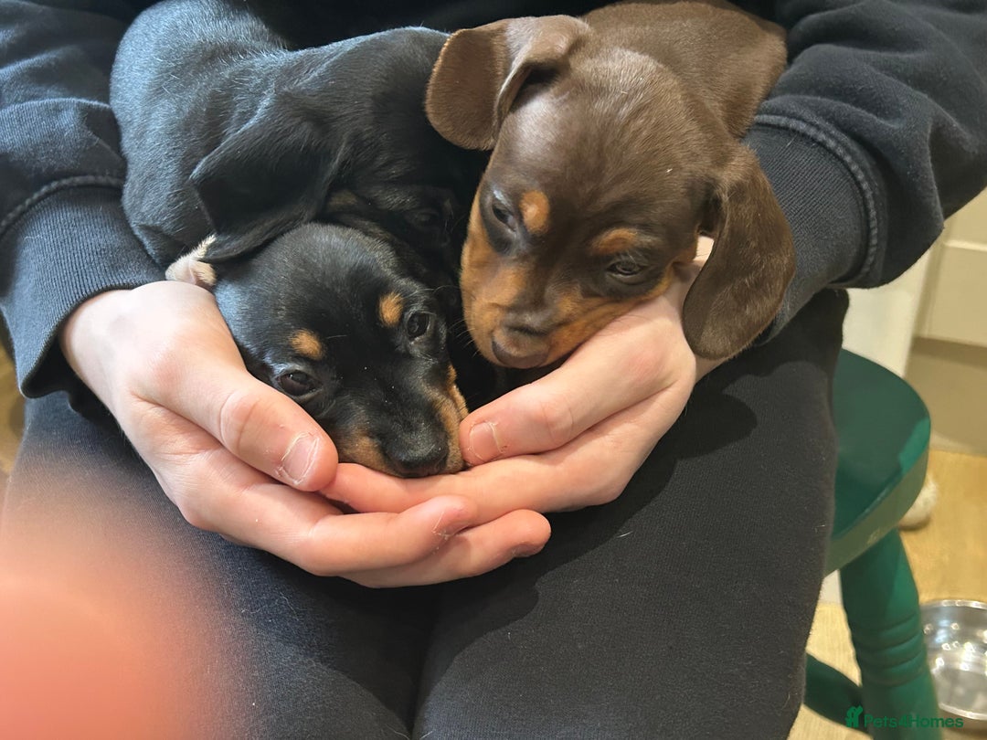 Miniature Dachshund dogs for sale: 🐾 Adorable mini dachshund puppies 🐾 - Image 5