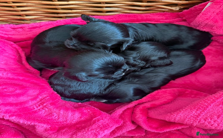 Yorkshire Terrier dogs - Advert 1