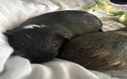 Guinea Pig rodents for sale: 3 male guinea pigs - Image 4