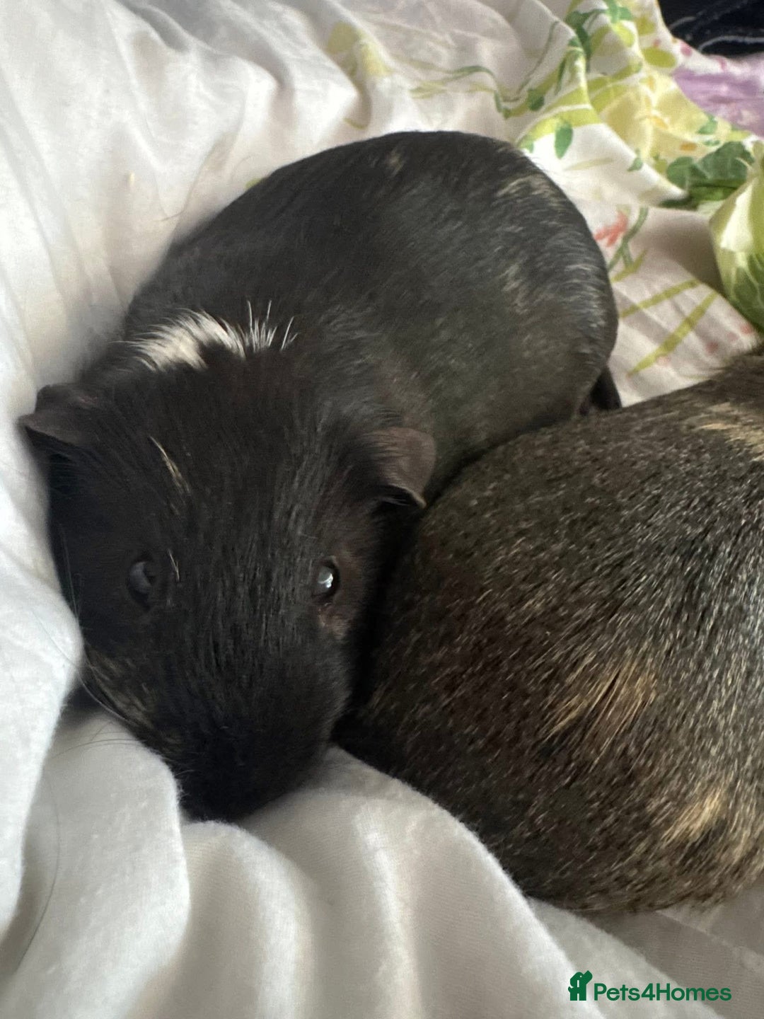 Guinea Pig rodents for sale: 3 male guinea pigs - Image 4
