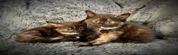 Mixed Breed cats for sale: 9 beautiful friendly kittens - Advert 8