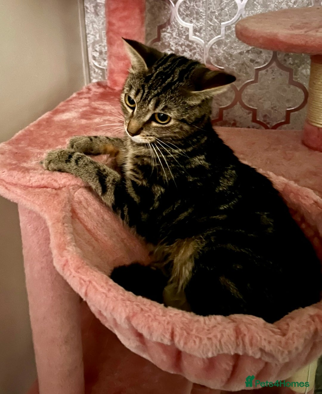 Mixed Breed cats for sale: Female cat looking for forever home  - Image 2
