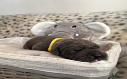 Great Dane dogs for sale: Great Dane puppies - Image 32