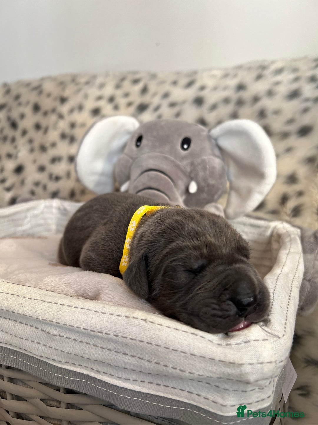 Great Dane dogs for sale: Great Dane puppies - Image 32