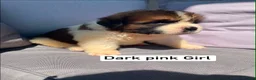 Saint Bernard dogs for sale: Saint Bernard‘s puppies - Advert 5