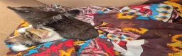 Siberian cats for sale: Adorable Siberian Mixed-Breed  Kittens.  in Birmingham - Advert 3
