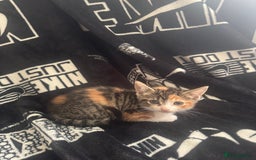 Mixed Breed cats for sale: Tabby/calico  - Image 3