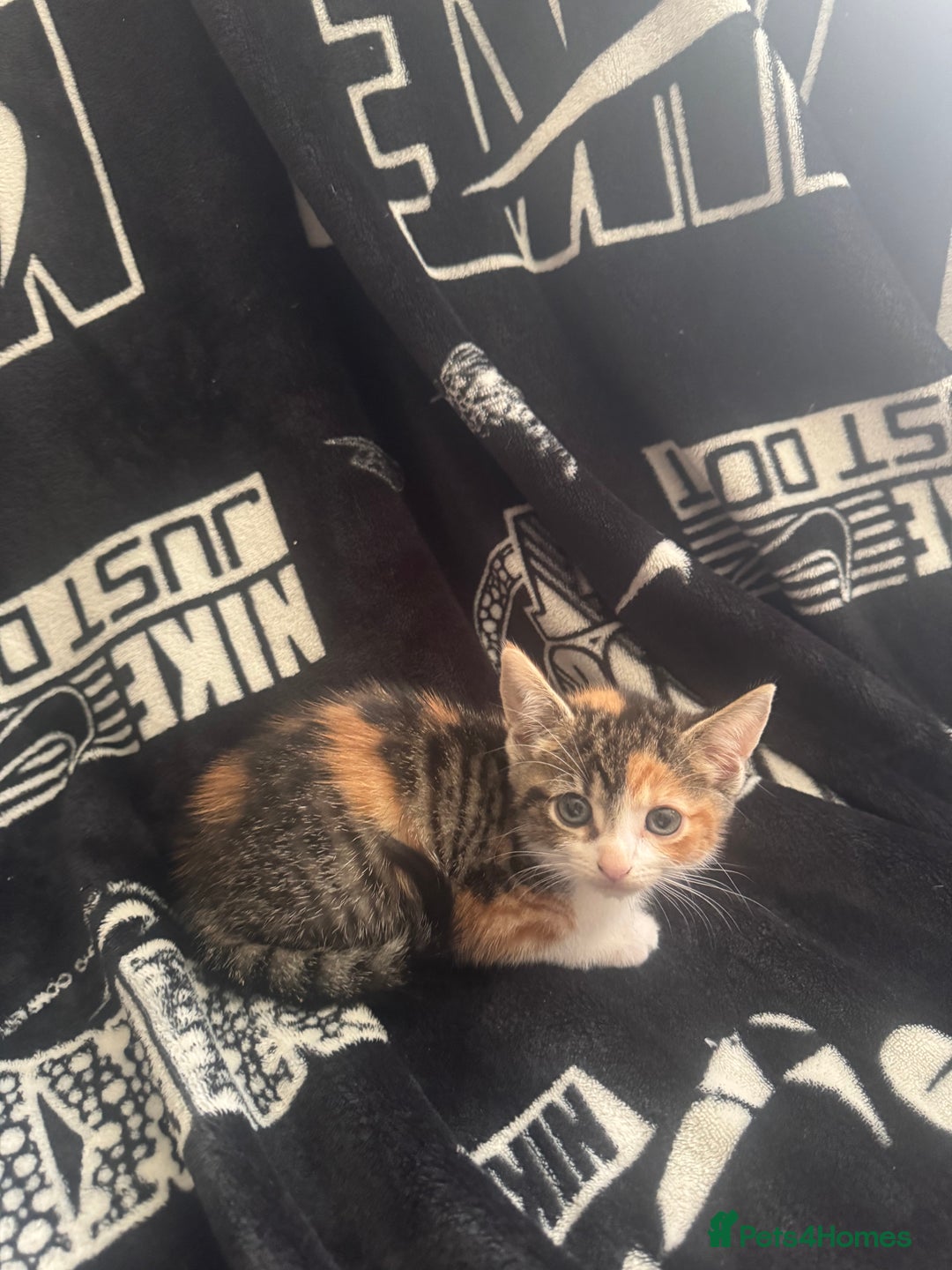 Mixed Breed cats for sale: Tabby/calico  - Image 3