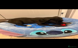 Mixed Breed dogs for sale: Labrodor cross irish wolfhound - Advert 2