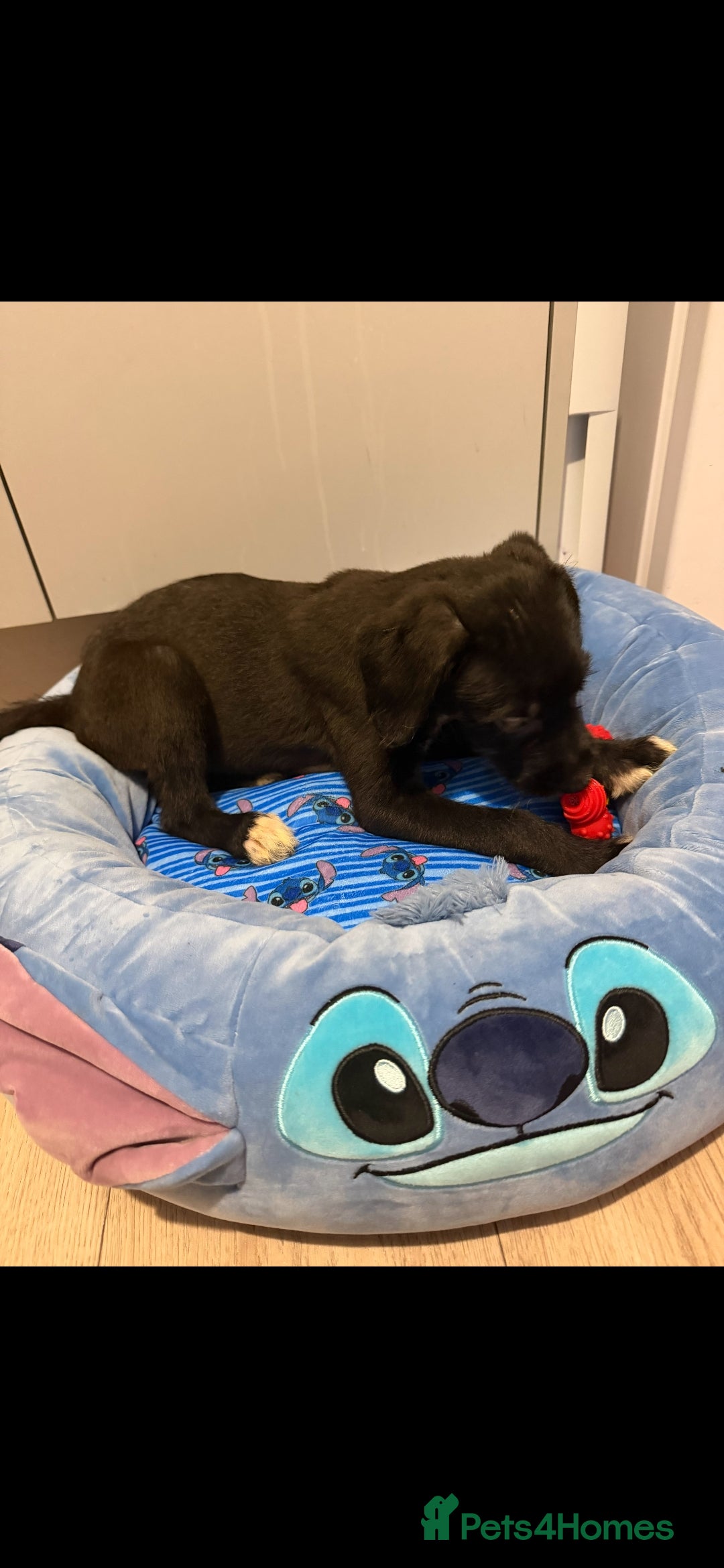 Mixed Breed dogs for sale: Labrodor cross irish wolfhound - Advert 2