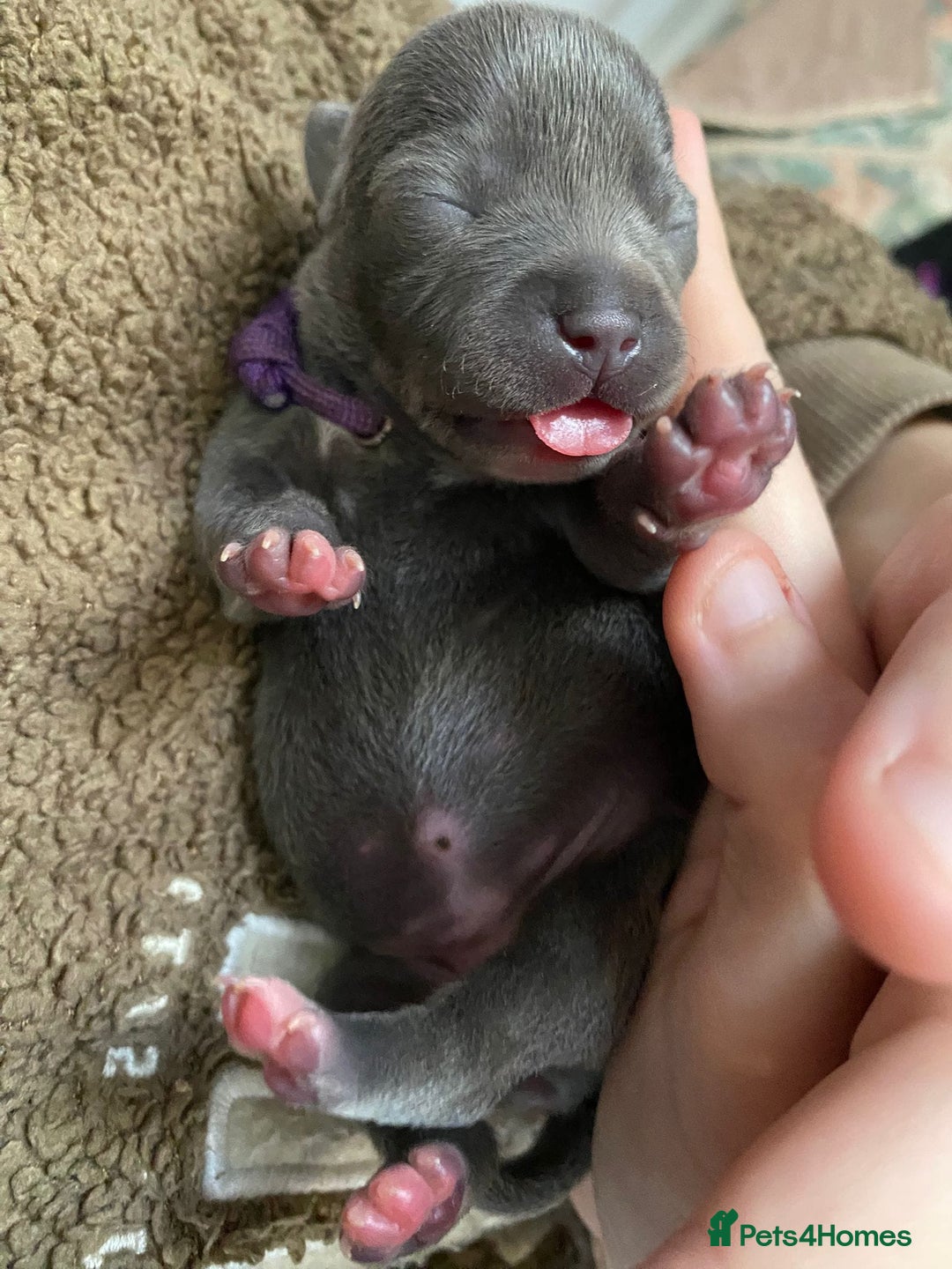 Staffordshire Bull Terrier dogs for sale: For Sale Blue Staffies/ Blue Staffordshire  - Image 17