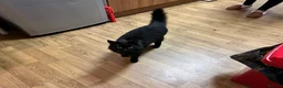 British Longhair cats for sale: Super cute fluffy black/ brown kittens - OBO in London - Advert 15