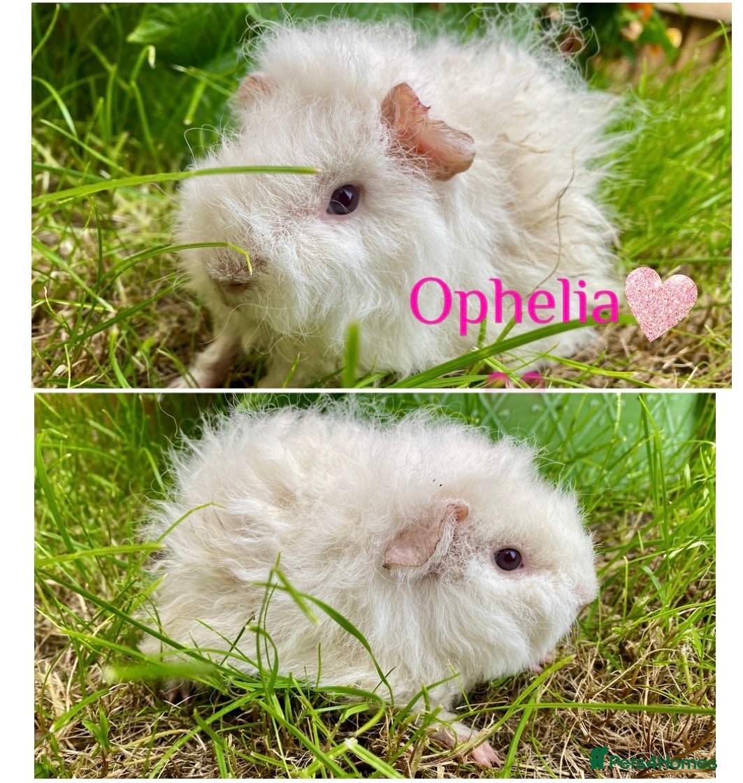 Guinea Pig rodents Pedigree Lunkarya Cali & smooth blue Guinea pigs - Advert 13