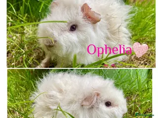 Guinea Pig rodents Pedigree Lunkarya Cali & smooth blue Guinea pigs - Advert 13
