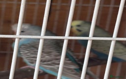 Budgerigars birds for sale: Stunning healthy budgies - Image 6