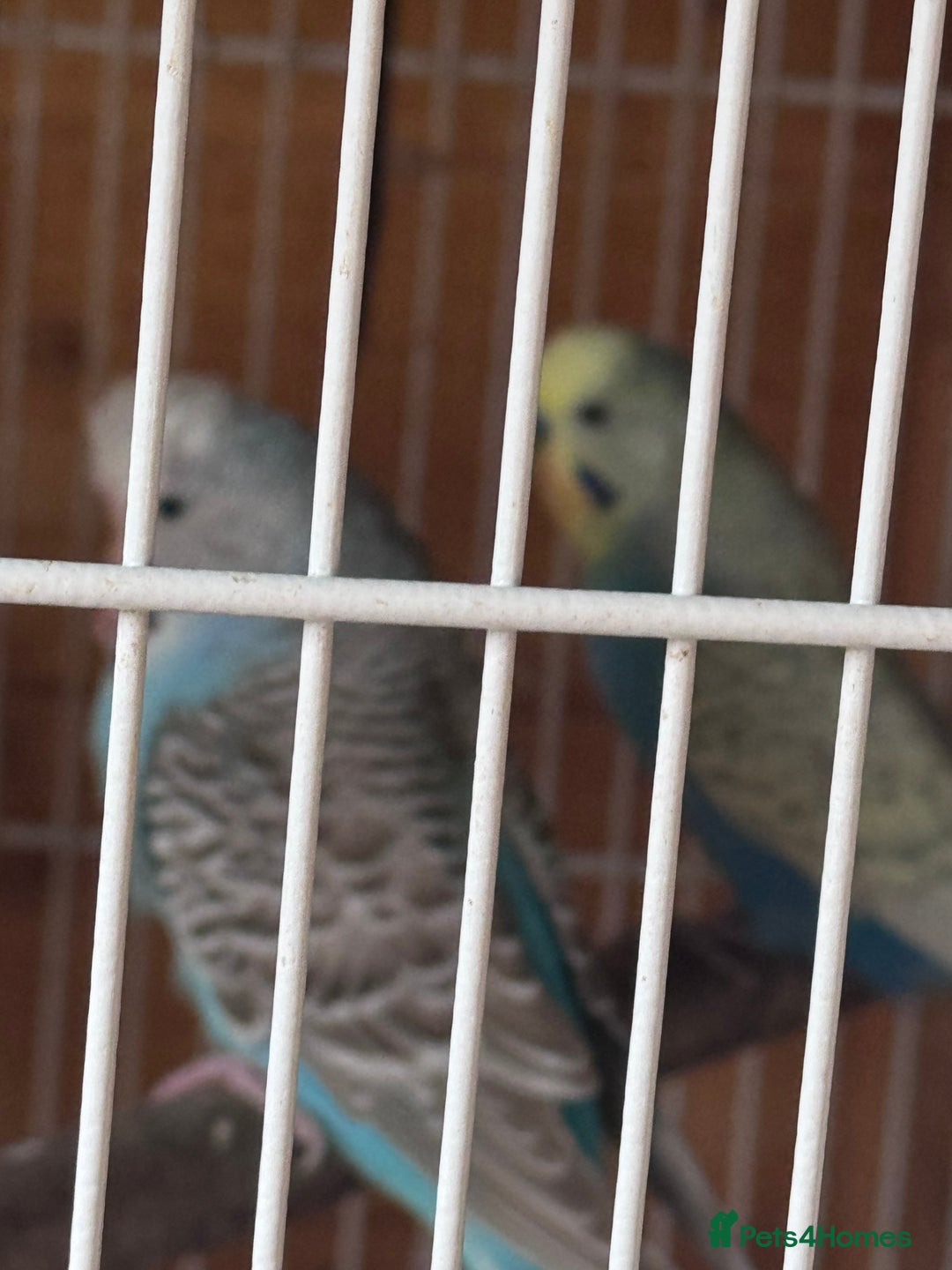 Budgerigars birds for sale: Stunning healthy budgies - Image 6