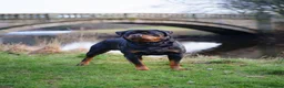 Rottweiler dogs for stud: Proven Health Tested Rottweiler stud  in Clydebank - Advert 2