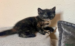 British Longhair cats for sale: 2 adorable kittens looking for their forever home - Image 9