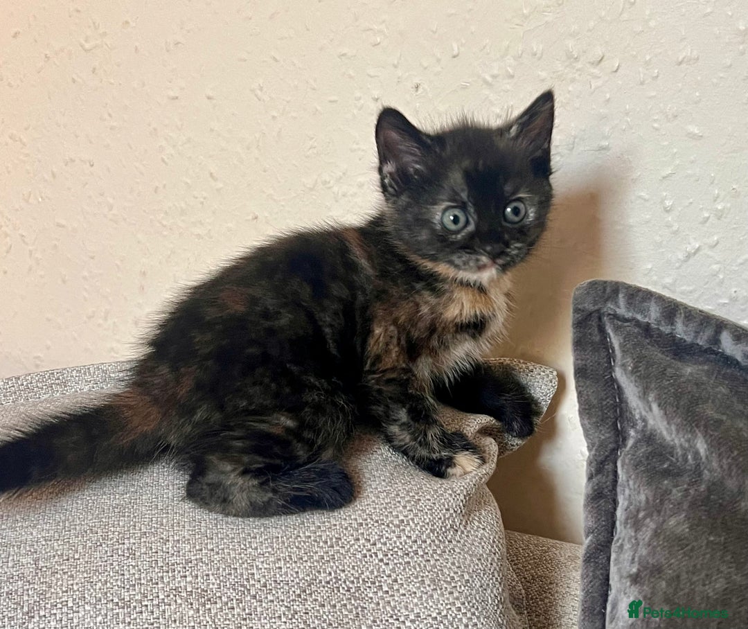 British Longhair cats for sale: 2 adorable kittens looking for their forever home - Image 9