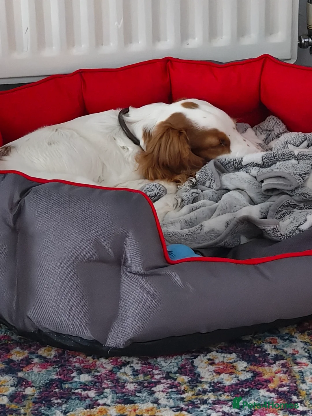 Sprocker dogs for sale: Sprocker Spaniel  - Advert 3