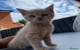 British Shorthair cats for sale: X BSH kittens - Image 33