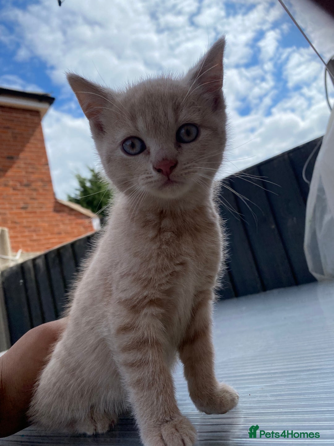 British Shorthair cats for sale: X BSH kittens - Image 33
