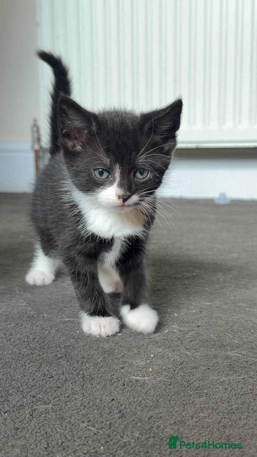 Mixed Breed cats Single Male Kitten  - Advert 1