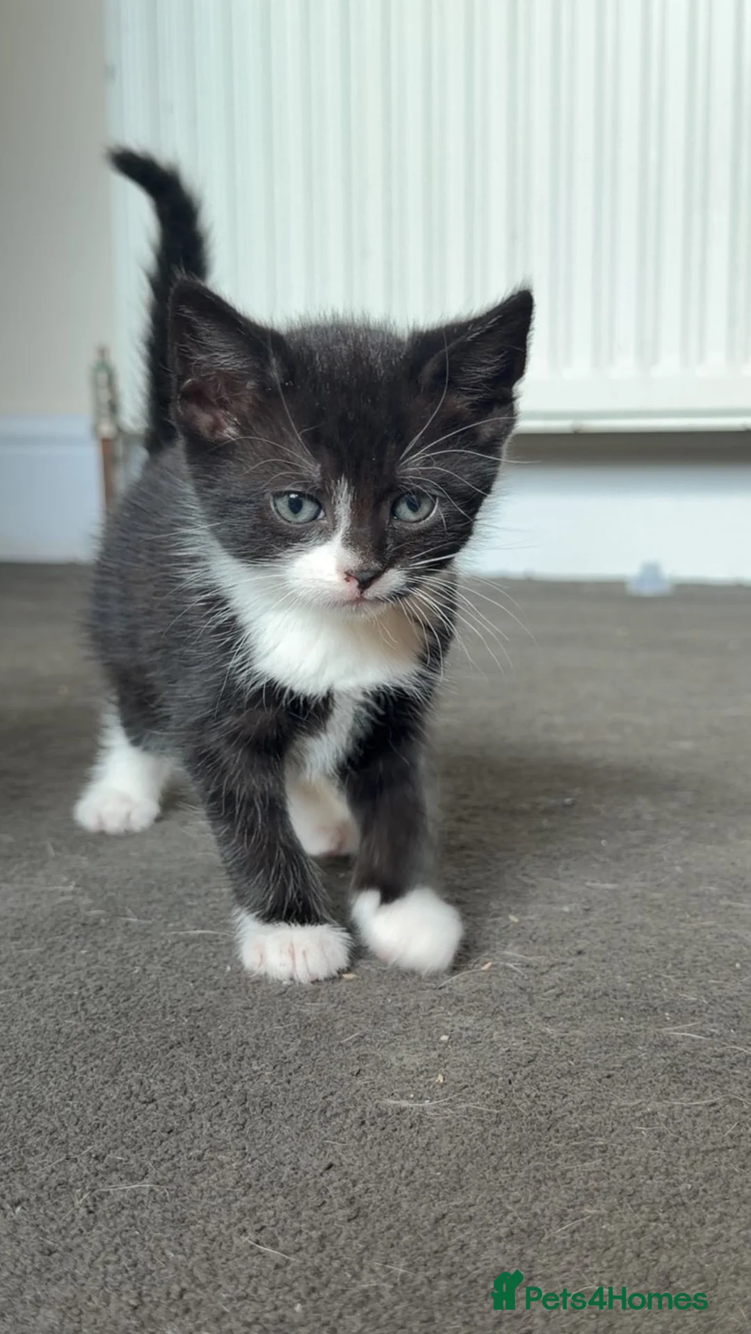 Mixed Breed cats for sale: Single Male Kitten  - Advert 1