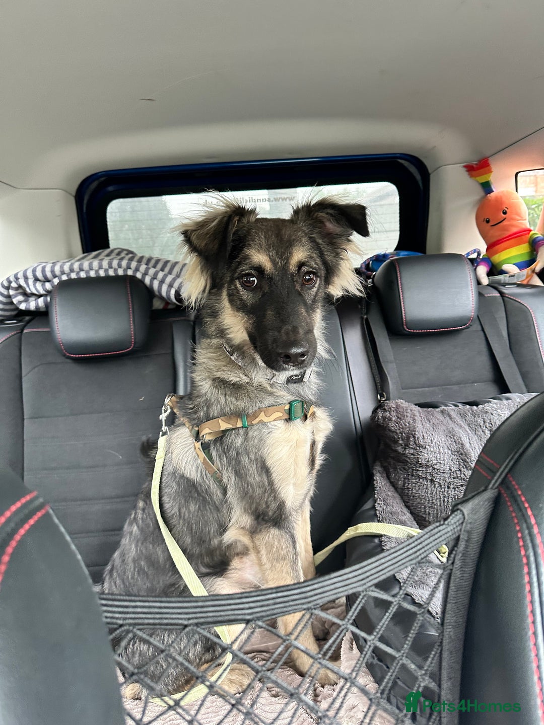 Mixed Breed dogs for adoption: Benji seeks forever home - Image 6