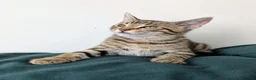 Bengal cats for sale: Super child friendly Bengal kittens boy and girl - Advert 2