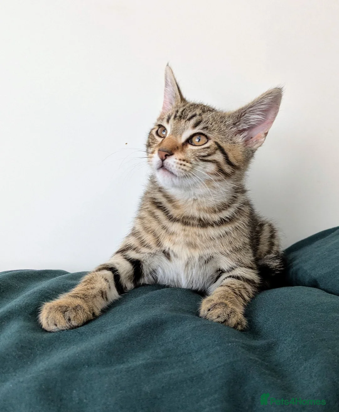 Bengal cats for sale: Super child friendly Bengal kittens boy and girl - Advert 2