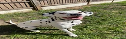 Dalmatian dogs for stud: Proven KC Dalmatian stud baer+\+ - Advert 2