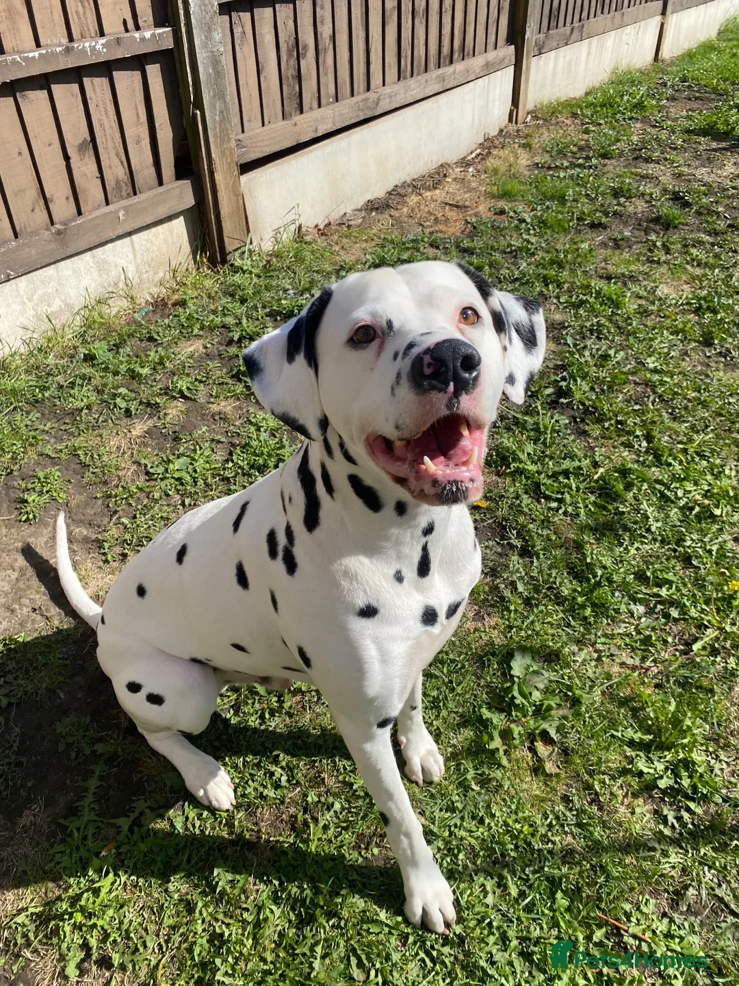Dalmatian dogs for stud: Proven KC Dalmatian stud baer+\+ - Advert 2