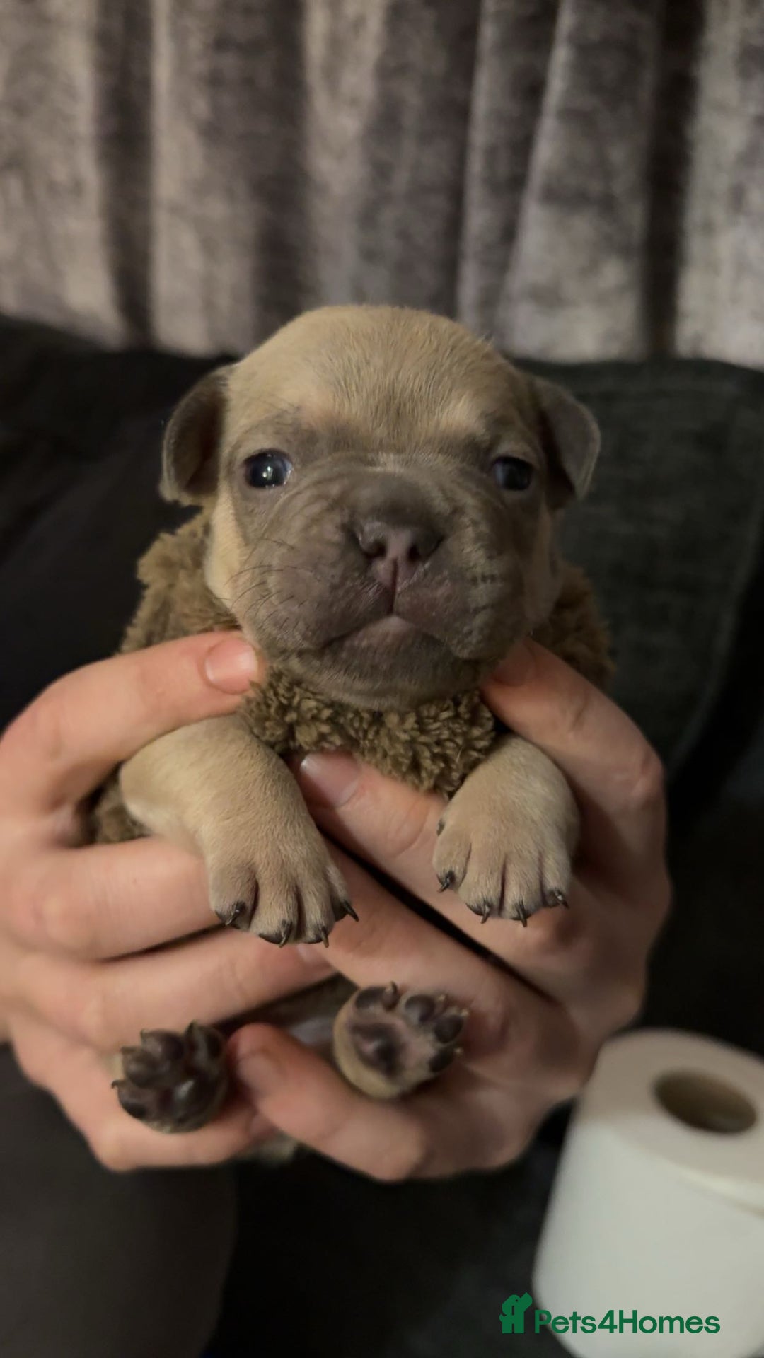 French Bulldog dogs for sale: French bull dog puppy’s  - Advert 2