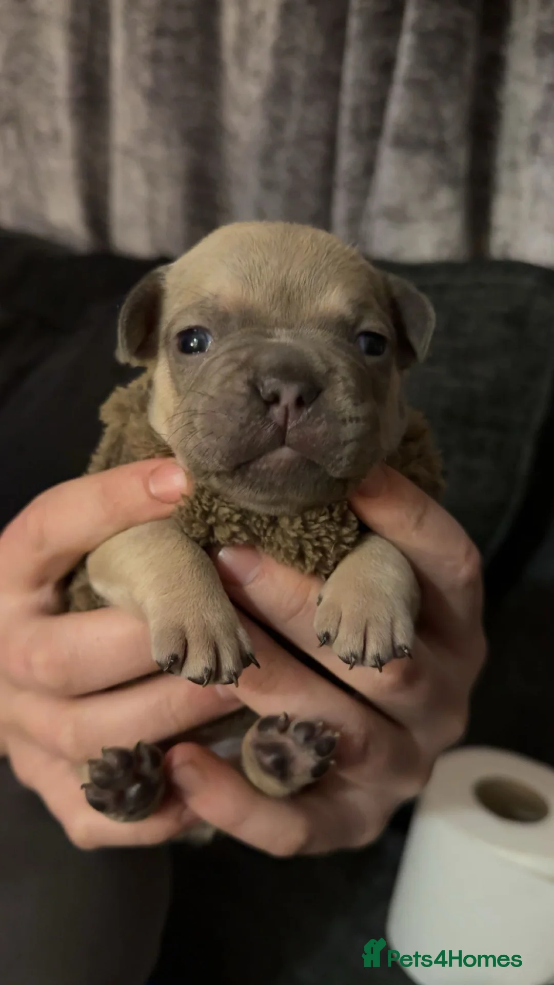 French Bulldog dogs for sale: French bull dog puppy’s  - Advert 2