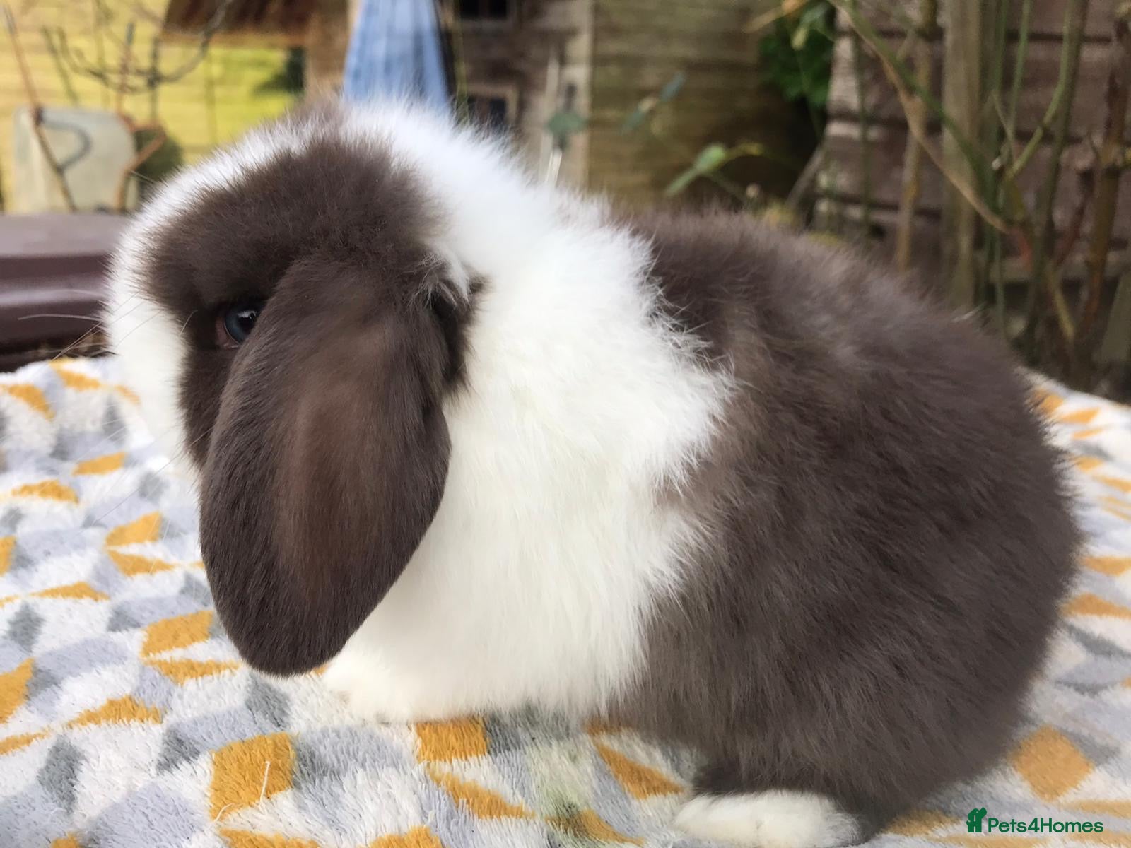 Mini Lop rabbits Beautiful mini lop doe  - Advert 3