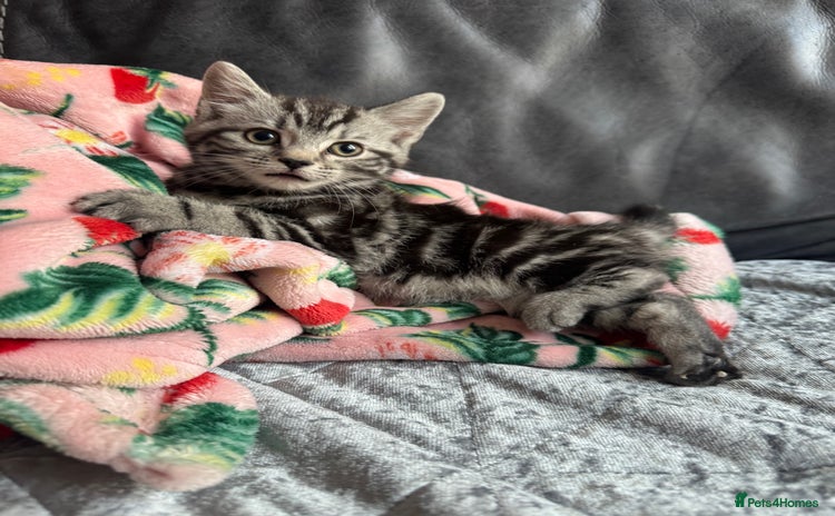 Mixed Breed cats  kittens  - Advert 6