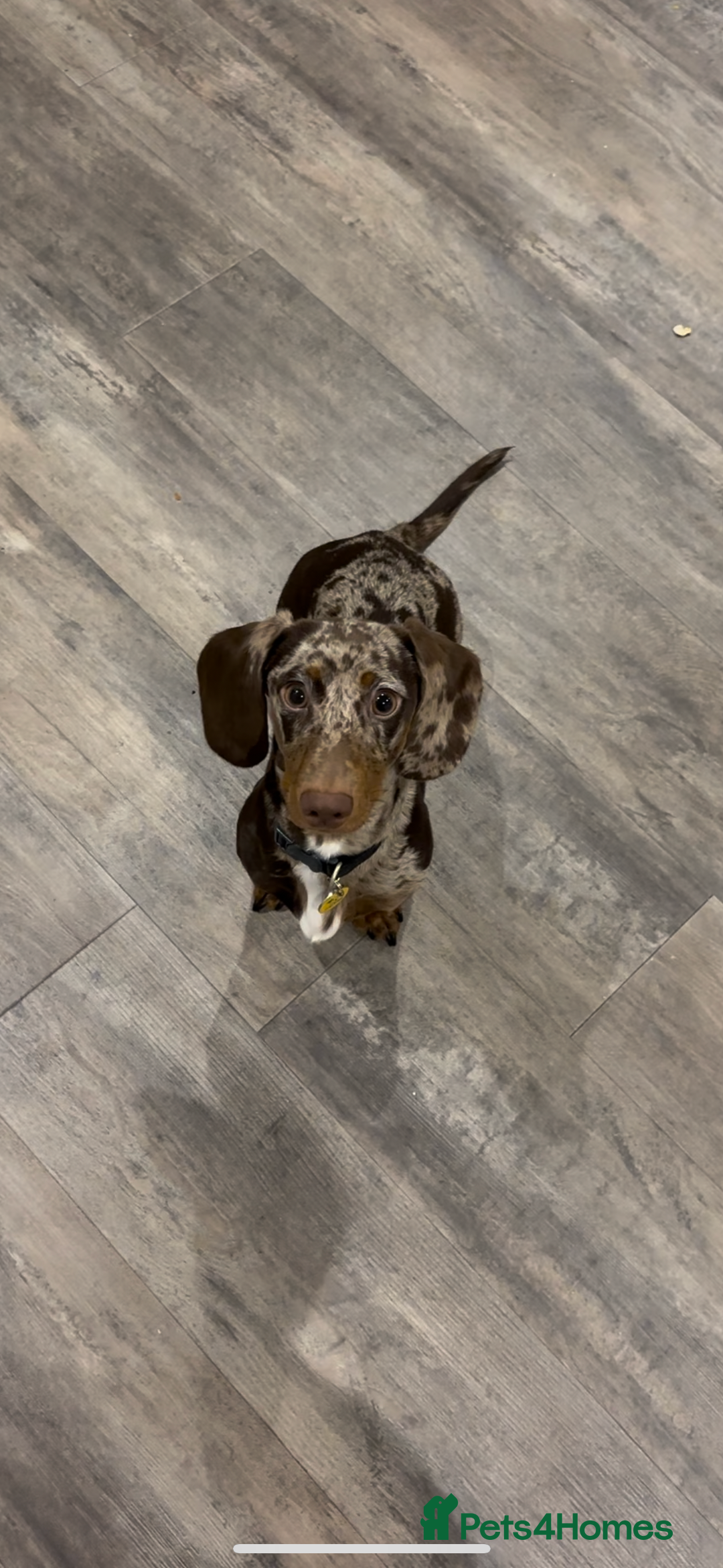 Dachshund dogs for sale: AD CURRENTLY ON HOLD  - Advert 11