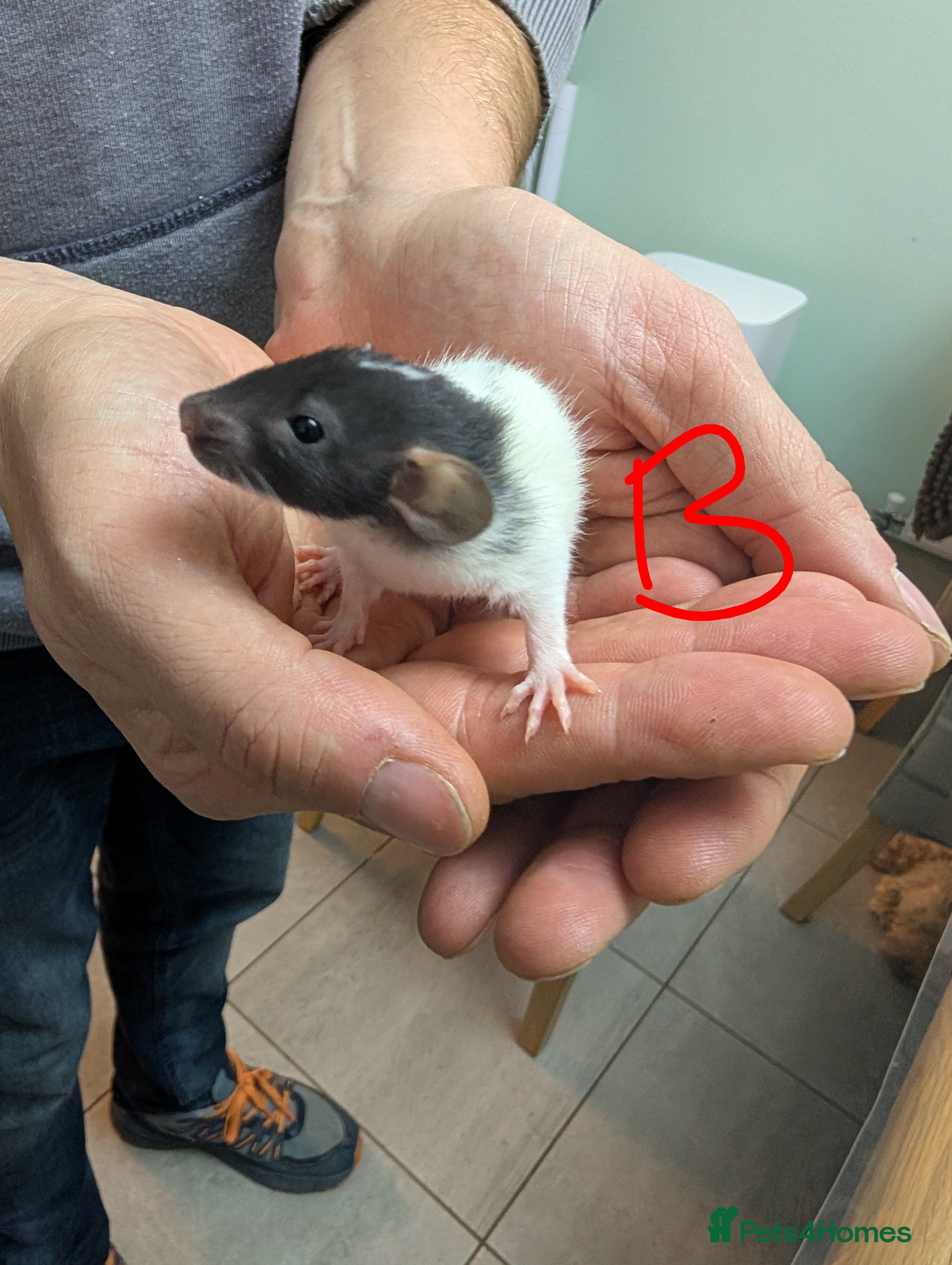 Rat rodents Dumbo baby Rats - Gorgeous colours 4 boys left - Advert 3