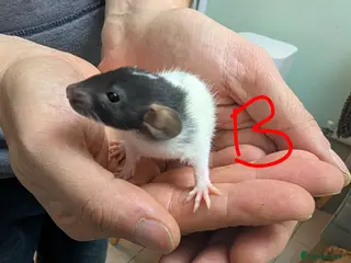 Rat rodents Dumbo baby Rats - Gorgeous colours 4 boys left - Advert 3