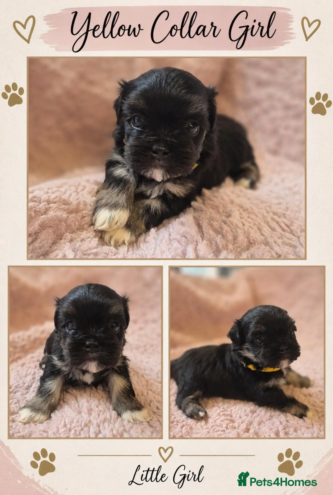 Lhasa Apso dogs for sale: KC LHASA APSO puppies 1 girl LEFT  - Advert 2