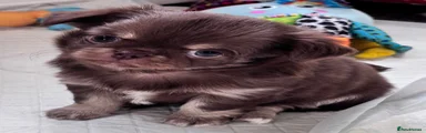 Chihuahua 3
